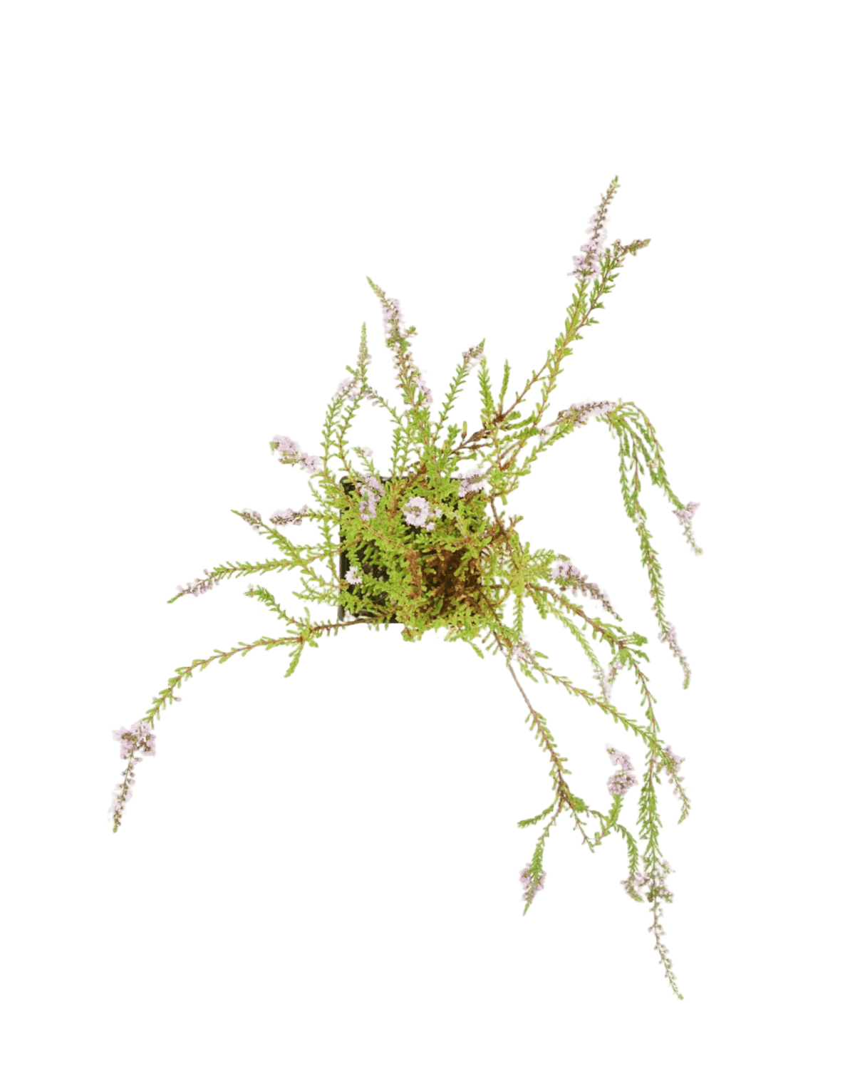 Calluna vulgaris 'Spring Torch' - Shrubs