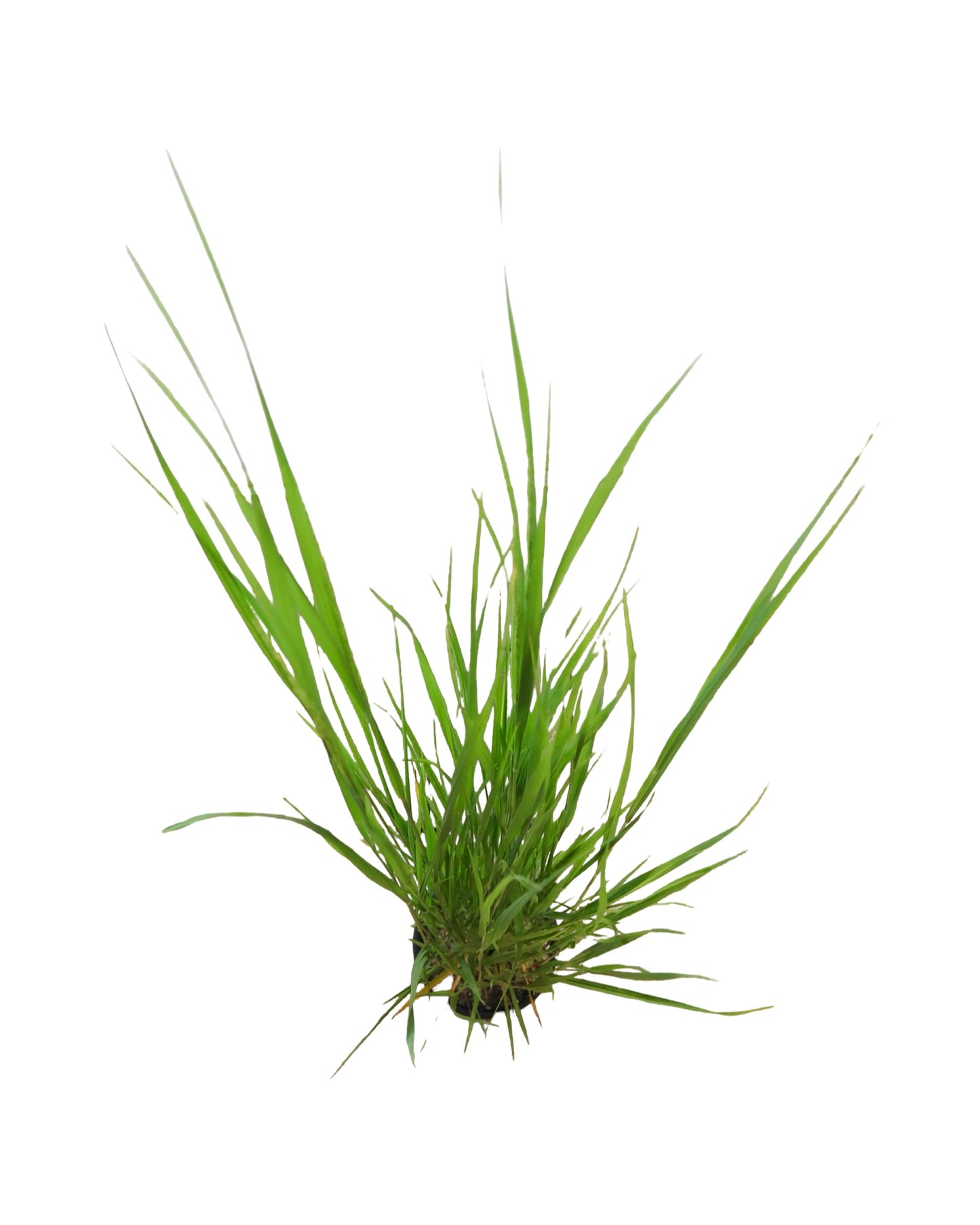 Panicum virgatum 'Northwind' - Perennials