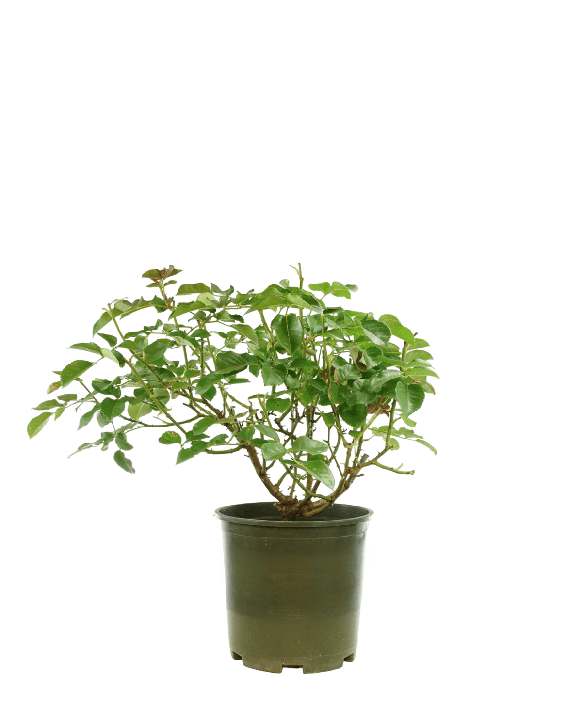 Rosa Nitty Gritty® 'Peach' - Shrubs