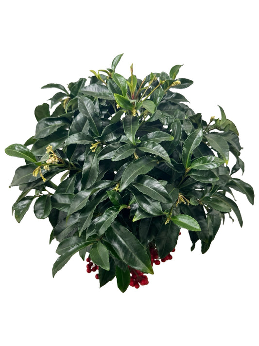 Ardisia crenata - House Plants