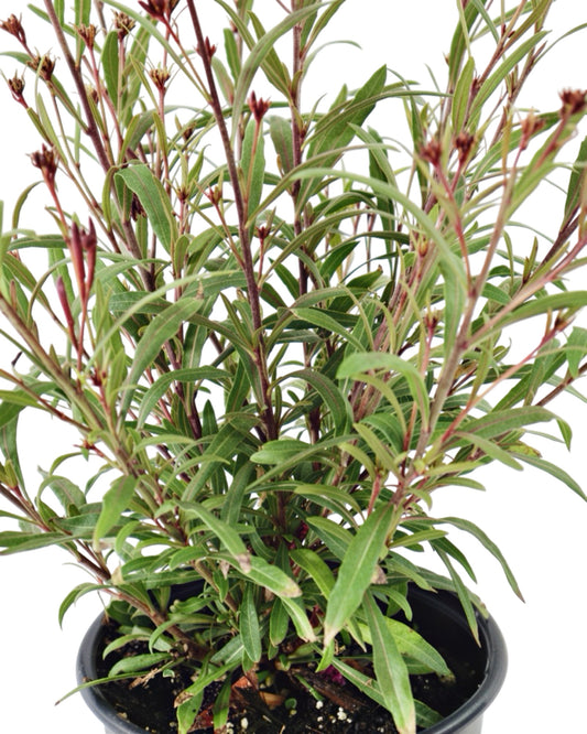Gaura Belleza 'Dark Pink' - Perennials