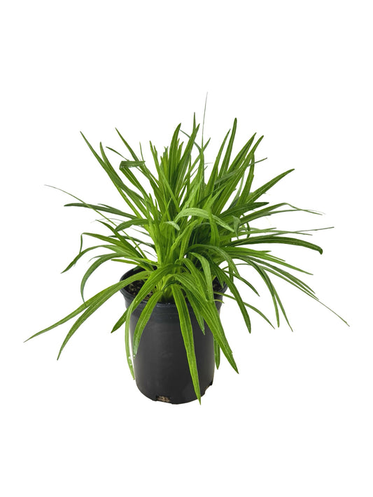 Liatris spicata ‘Kobold’ - Perennials