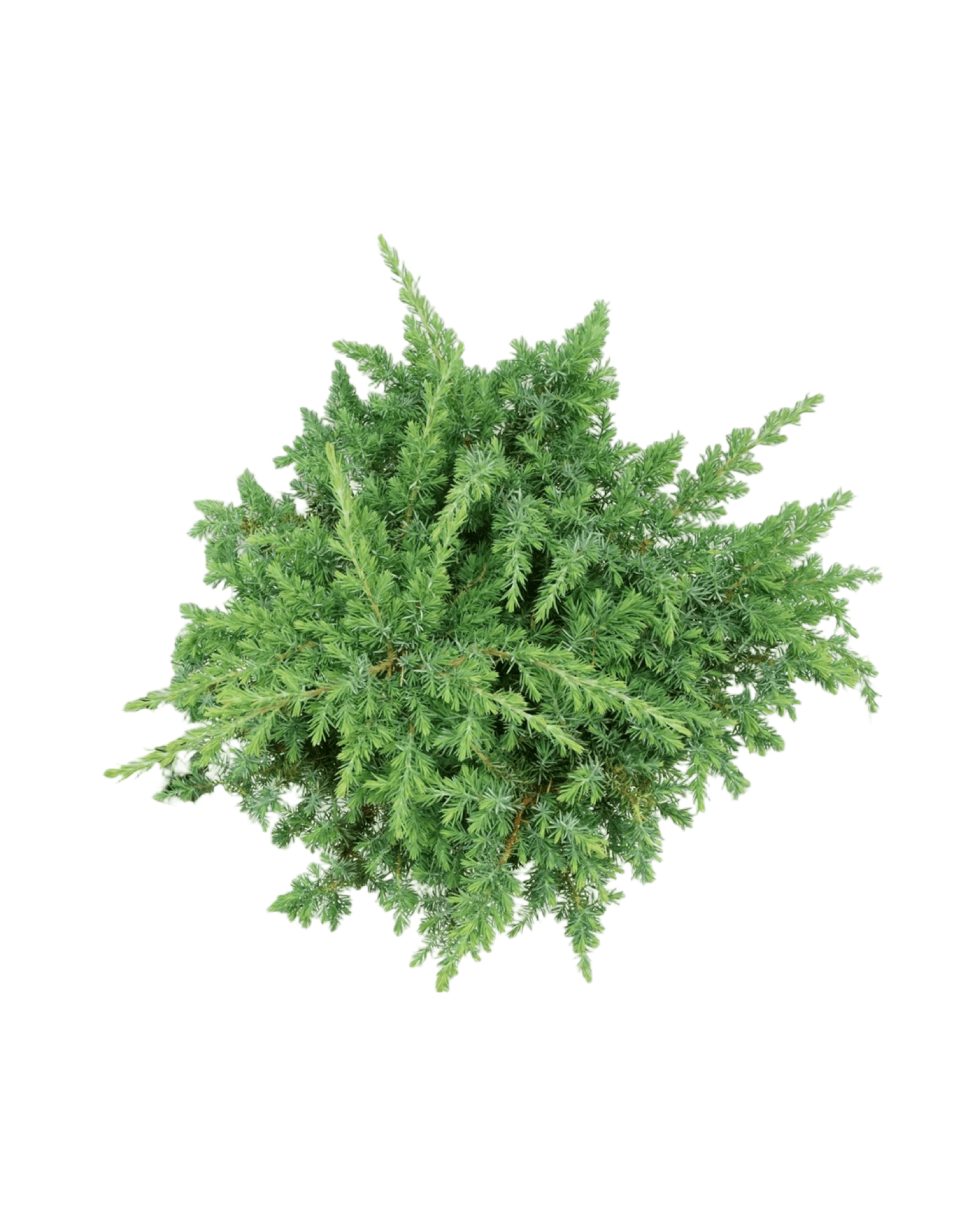 Juniperus conferta 'Silver Mist' - The Garden Corner
