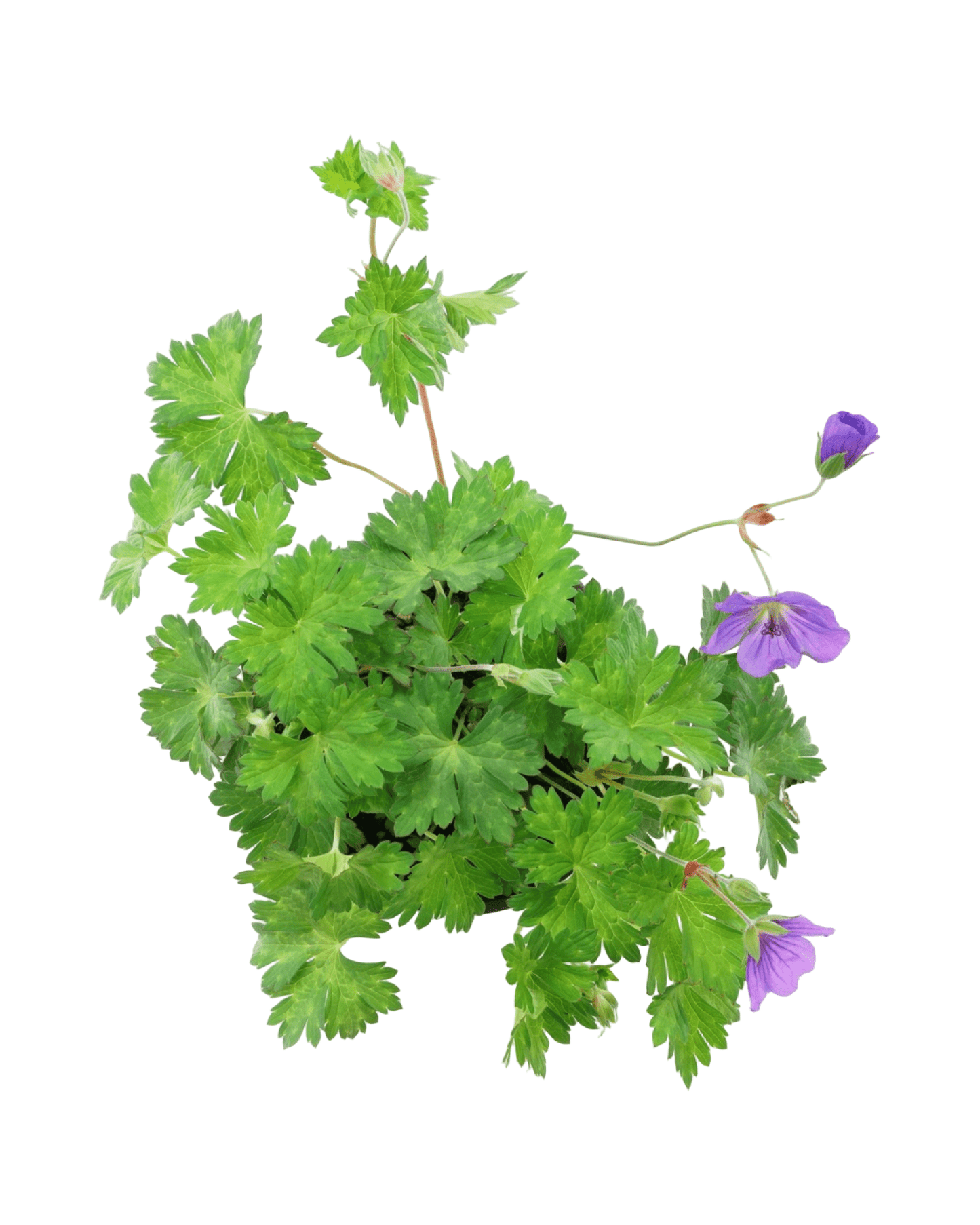 Geranium 'Rozanne' - The Garden Corner