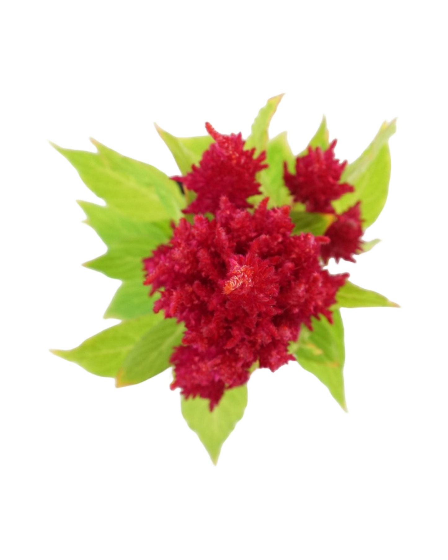 Celosia 'Fresh Look Red'