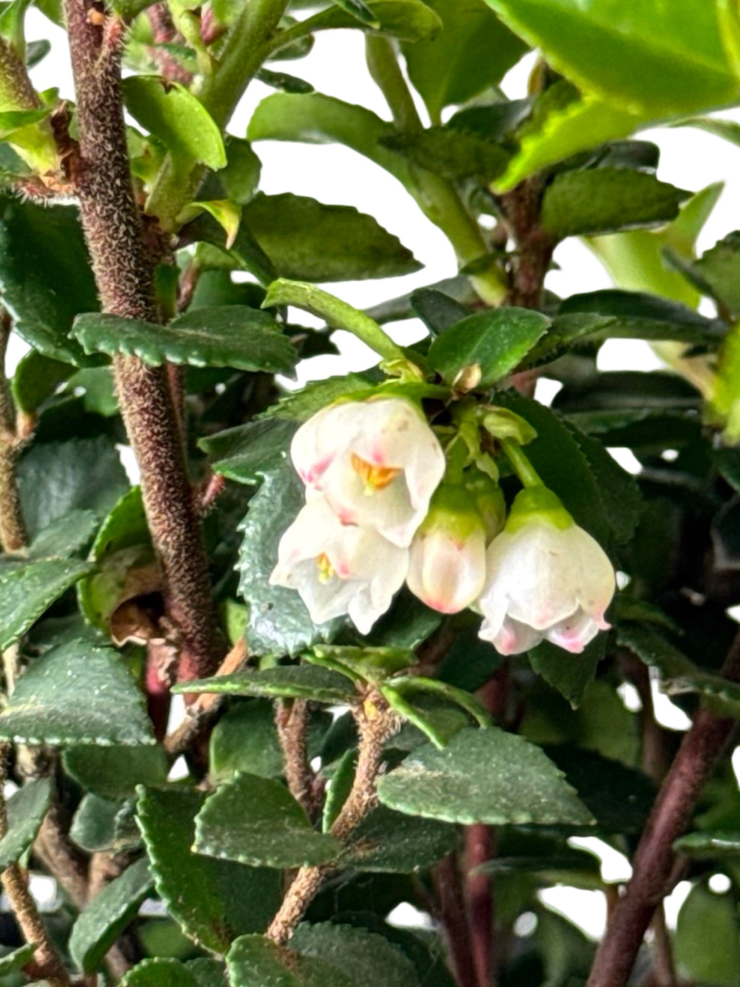 Vaccinium ovatum 'Cascade Jewel' - Perennials