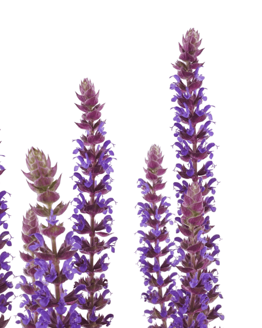 Salvia nemorosa 'East Friesland' - The Garden Corner