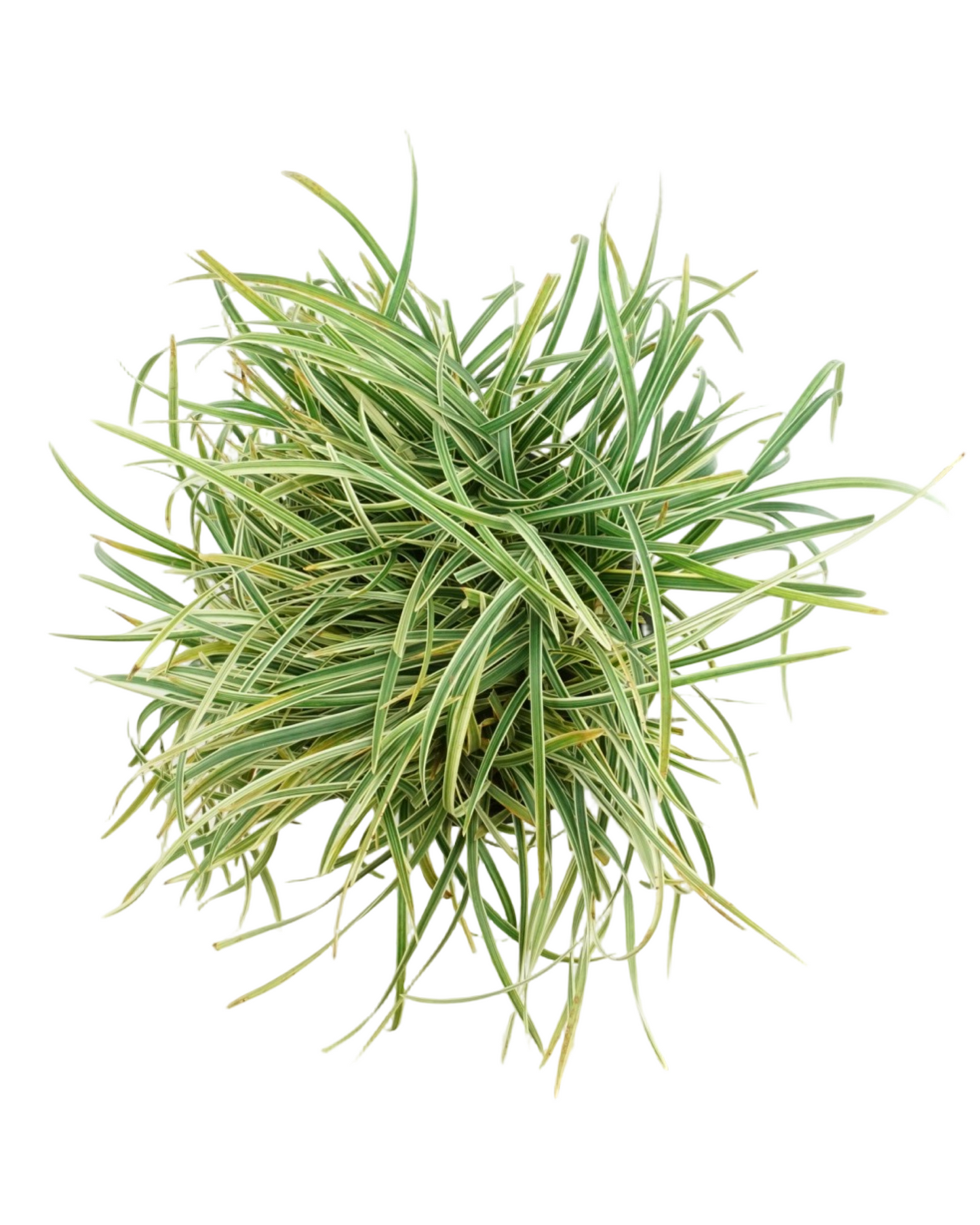 Ophiopogon japonicus 'Pam Harper'