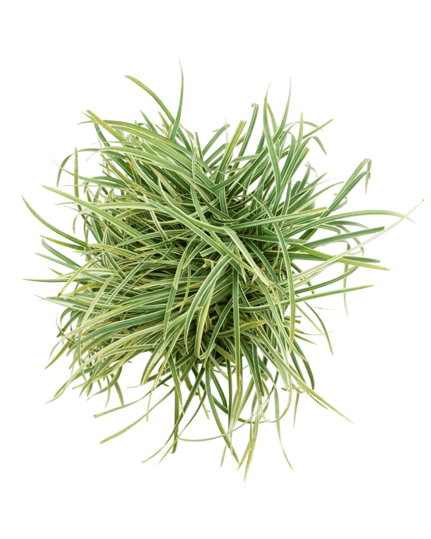 Ophiopogon japonicus 'Pam Harper' - The Garden Corner