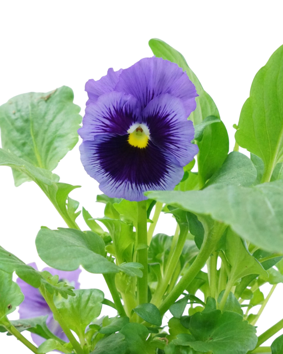 Pansy - Seasonal Plant