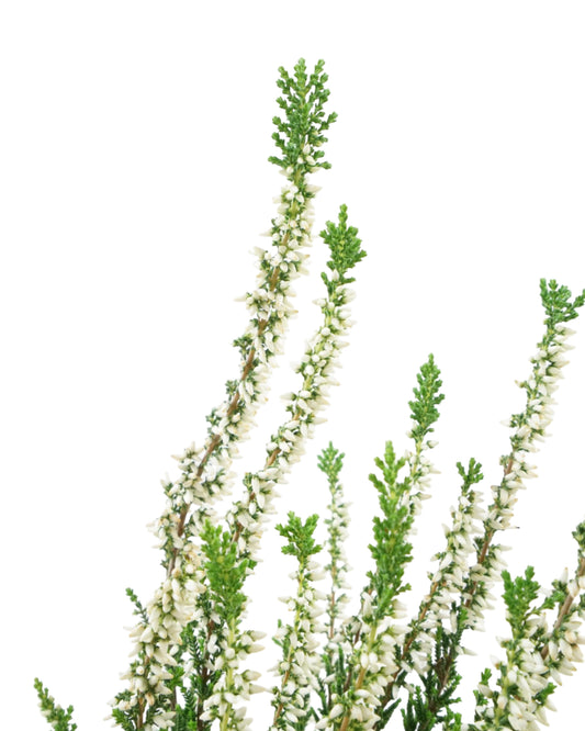Calluna vulgaris 'Verenka' - Shrubs