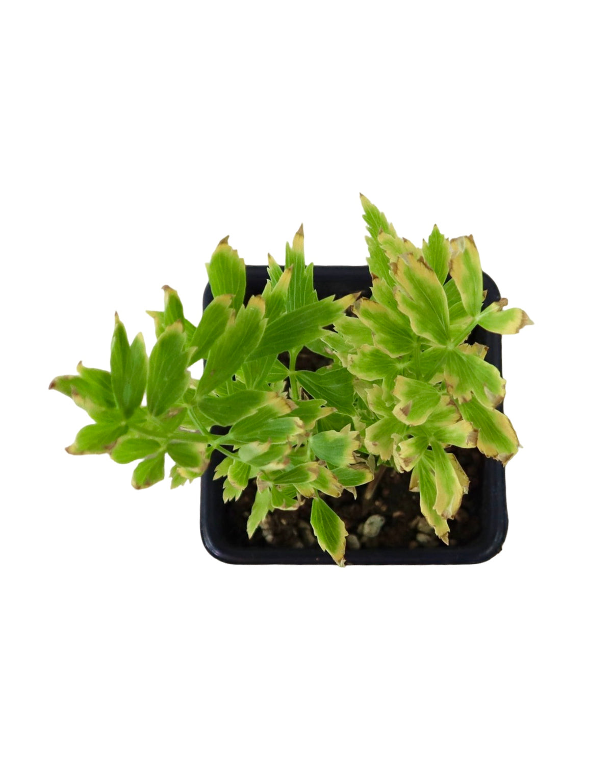 Lovage - Perennials