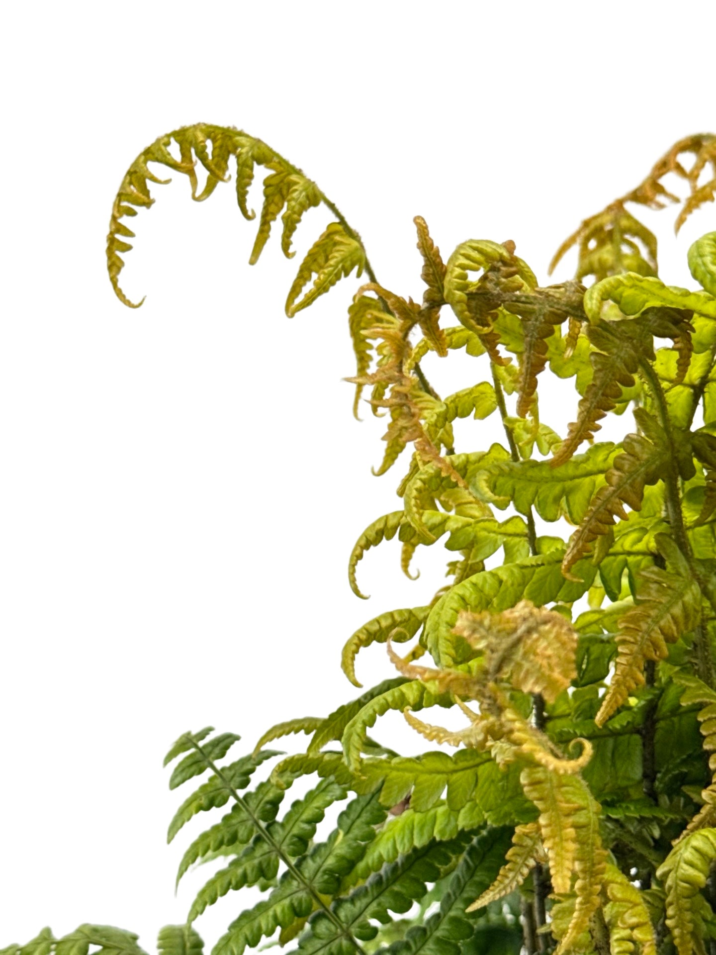 Dryopteris Jurassic Gold - Perennials