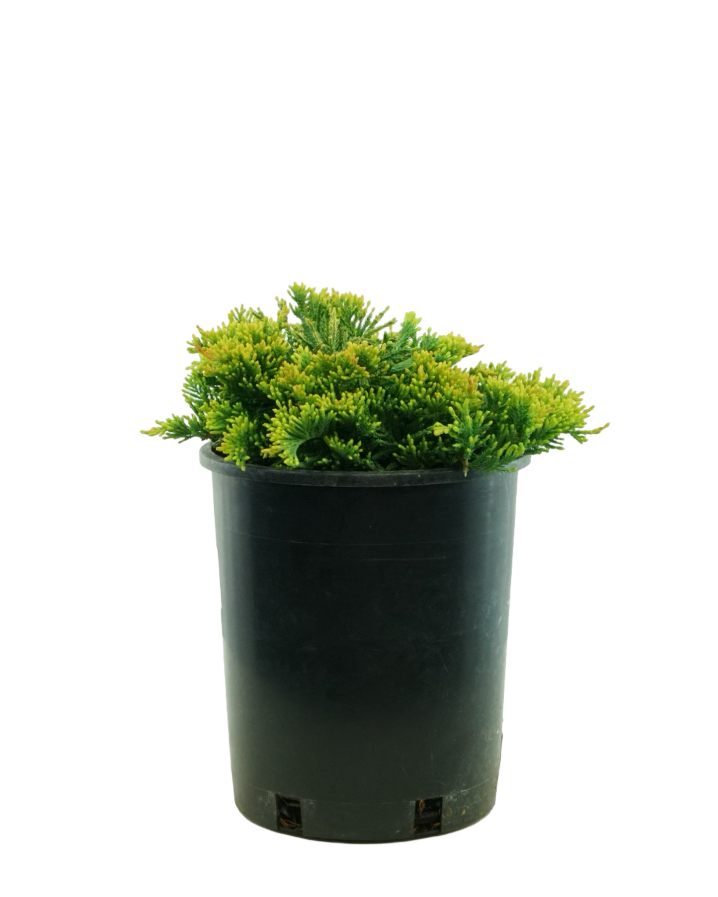 Juniperus horizontalis 'Mother Lode'
