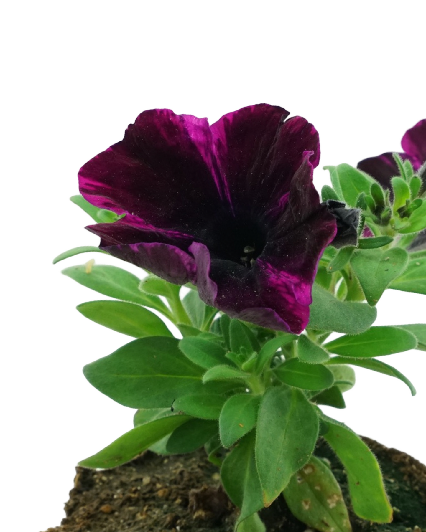 Petunia 'Sweetunia Johnny Flame'