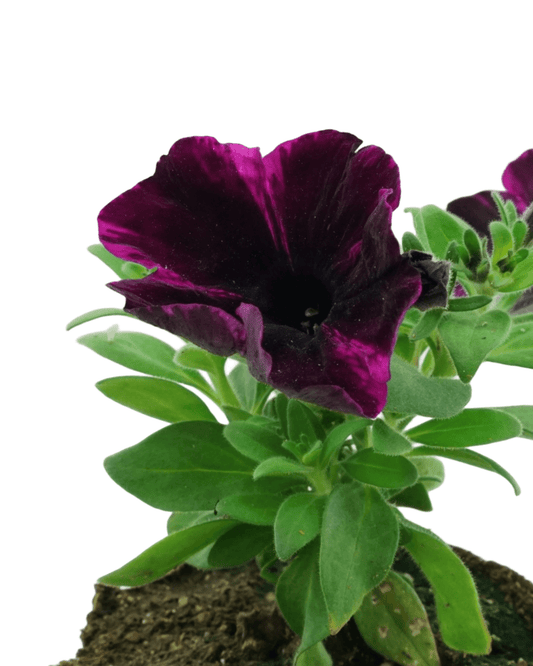 Petunia 'Sweetunia Johnny Flame' - The Garden Corner