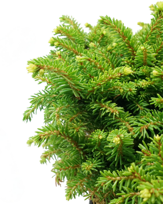 Picea abies 'Little Gem' - Shrubs