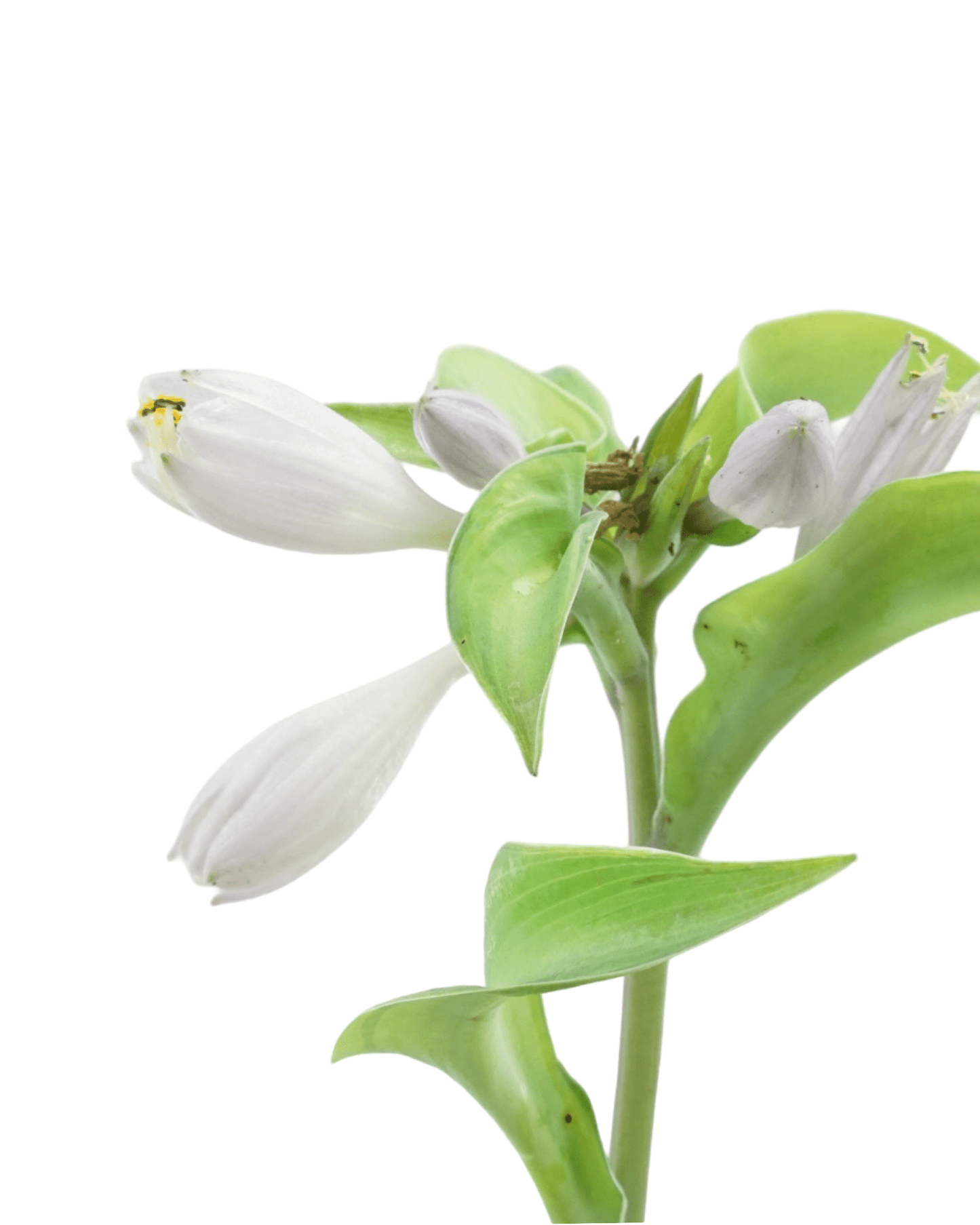 Hosta 'June' - The Garden Corner