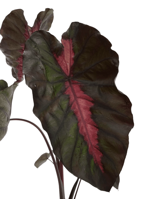Colocasia 'Redemption' - The Garden Corner