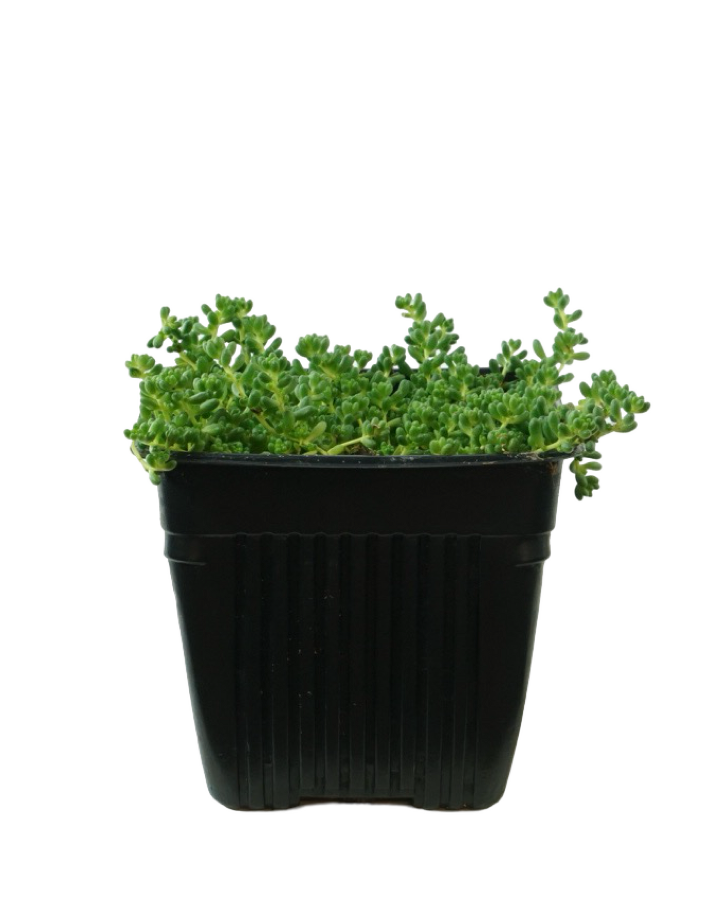 Sedum album chloroticum