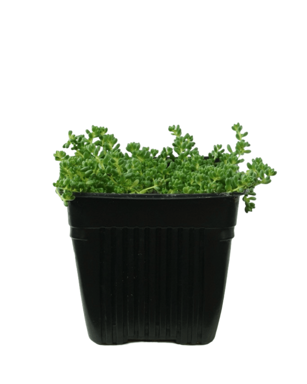 Sedum album chloroticum - Groundcovers