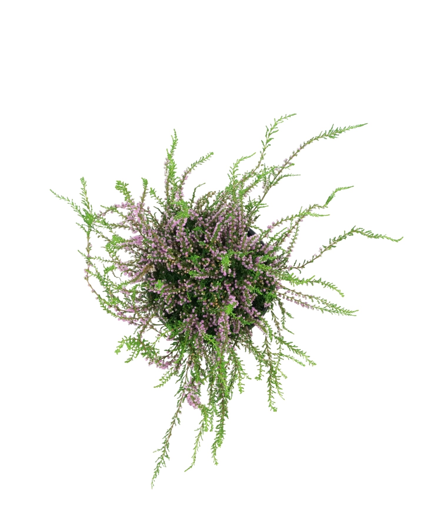 Calluna vulgaris 'Tib'
