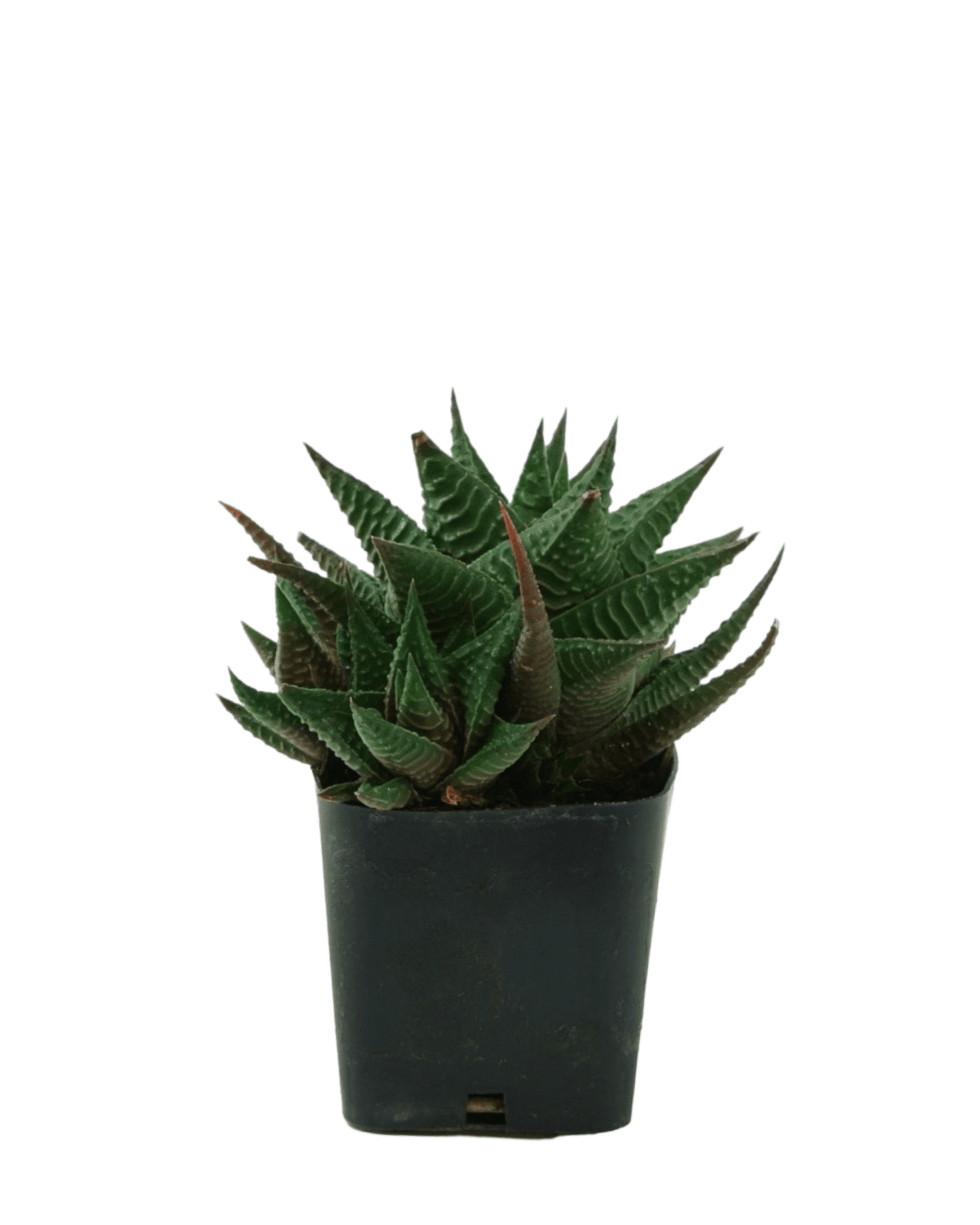 Haworthiopsis limifolia - House Plants