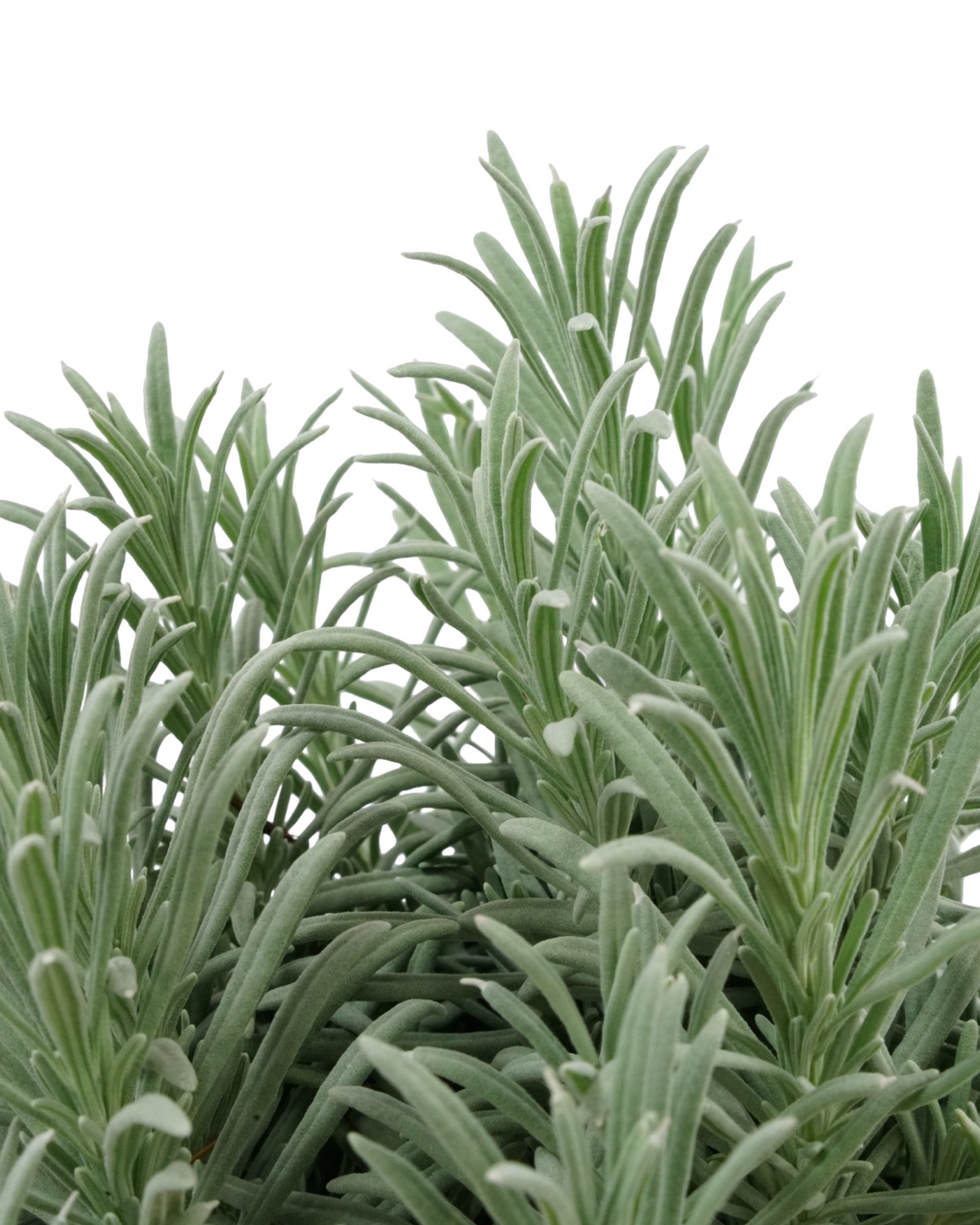 Lavandula x intermedia 'Grosso'