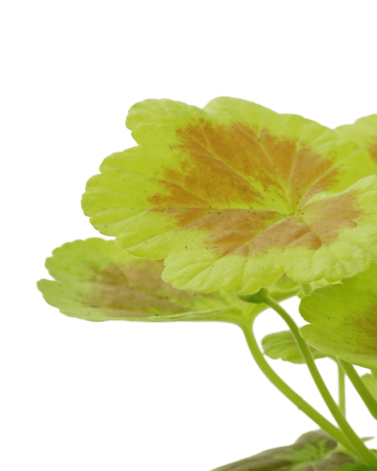 Geranium Fancy Leaf ‘Occold Shield’ - Annuals