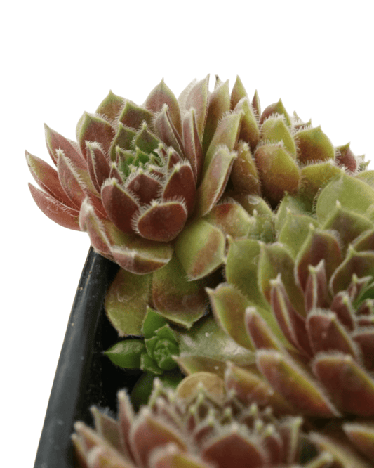 Sempervivum 'Leneca' - The Garden Corner