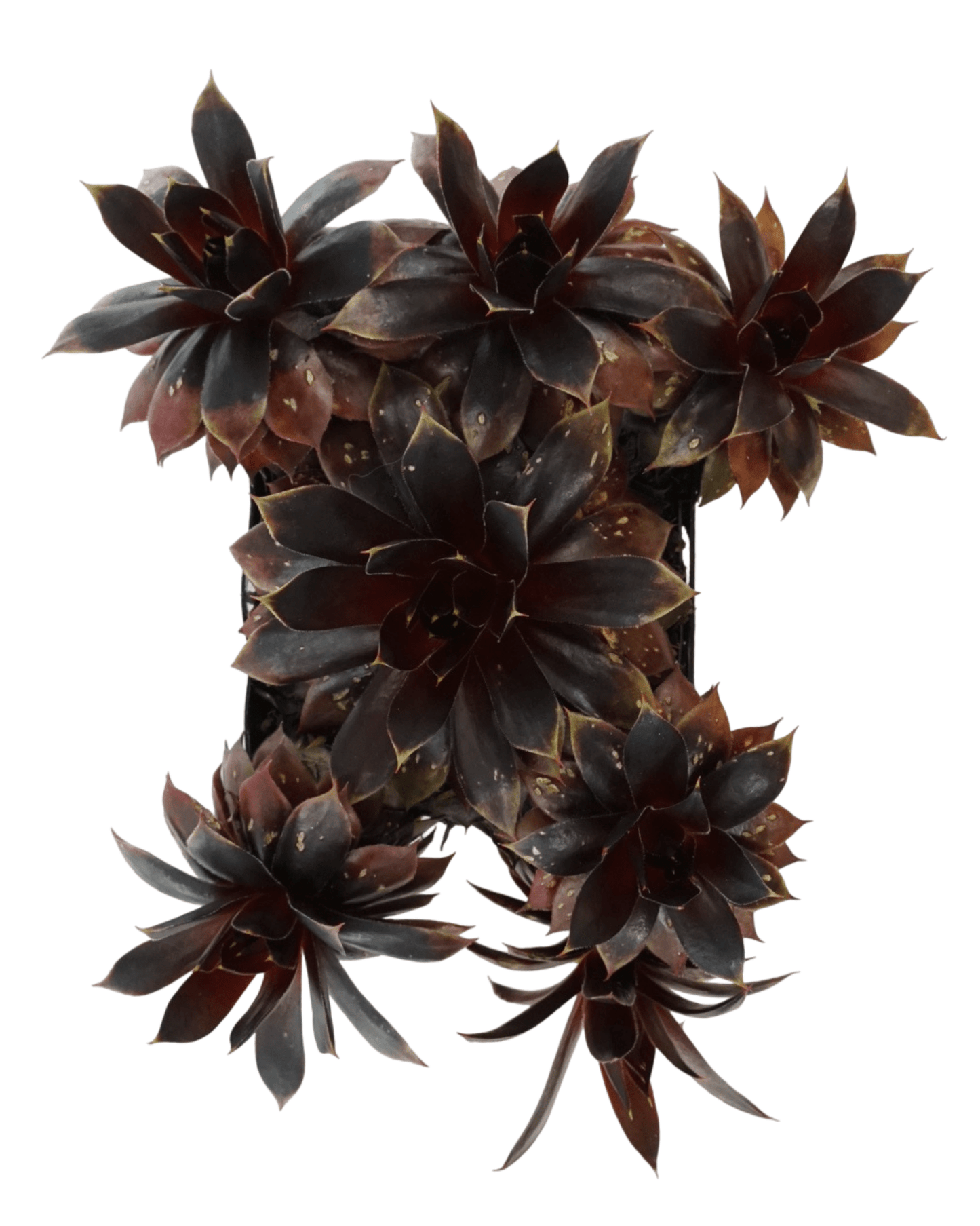 Sempervivum 'Chick Charm Cranberry Cocktail' - The Garden Corner