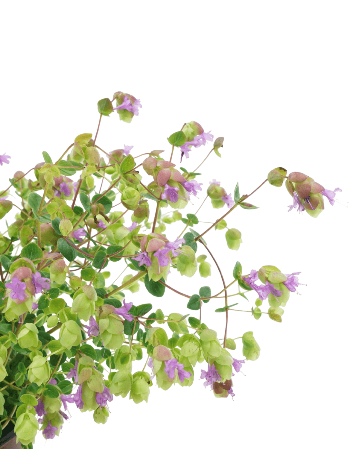 Origanum 'Amethyst Falls' - Perennials