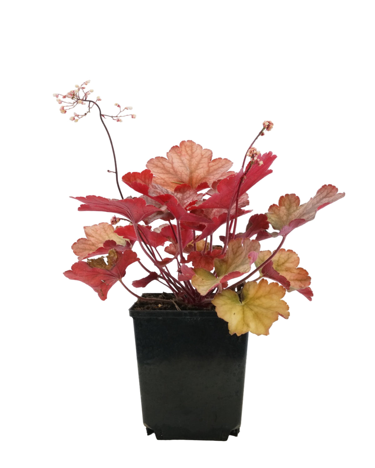 Heuchera 'Rio' - Perennials