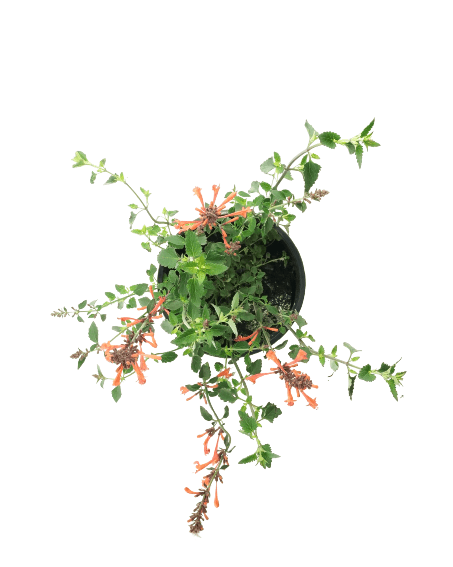 Agastache kudos 'Mandarin' - The Garden Corner