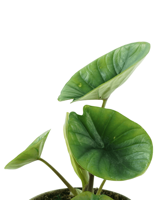 Alocasia bisma - The Garden Corner