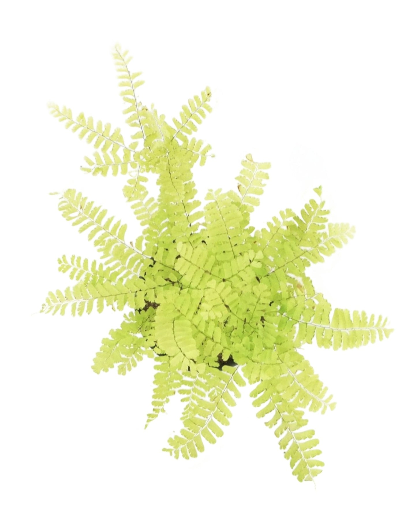 Adiantum pedatum - The Garden Corner