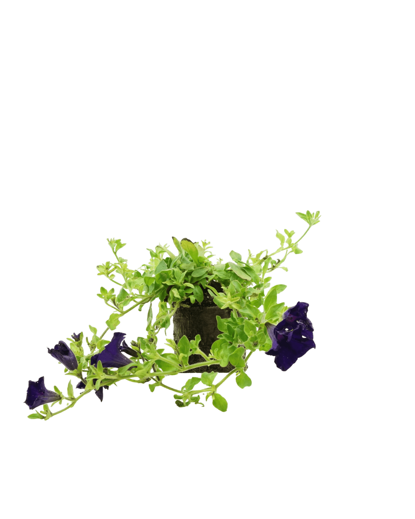 Petunia 'Surfinia Purple Majesty' - The Garden Corner