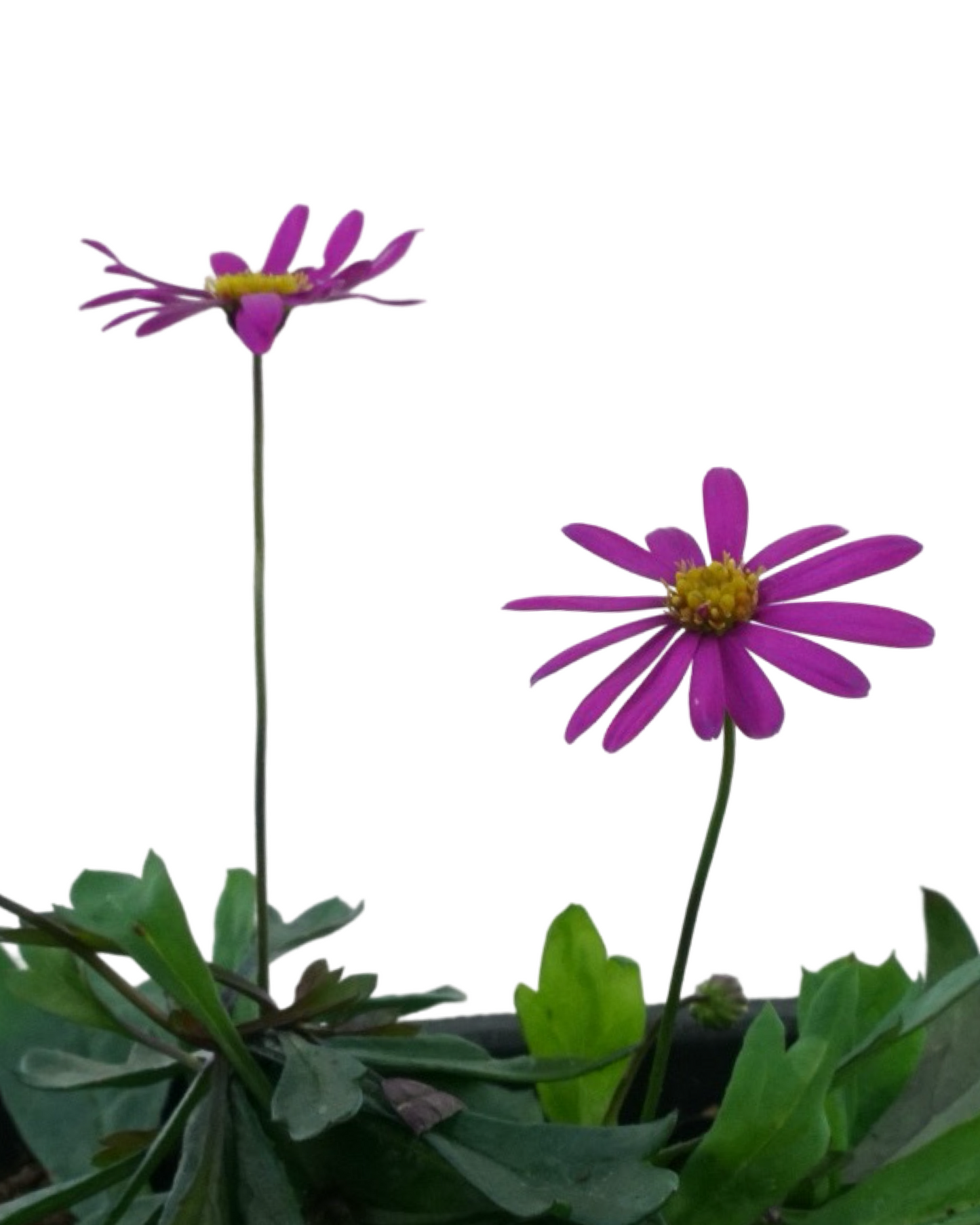 Brachyscome 'Radiant Magenta'
