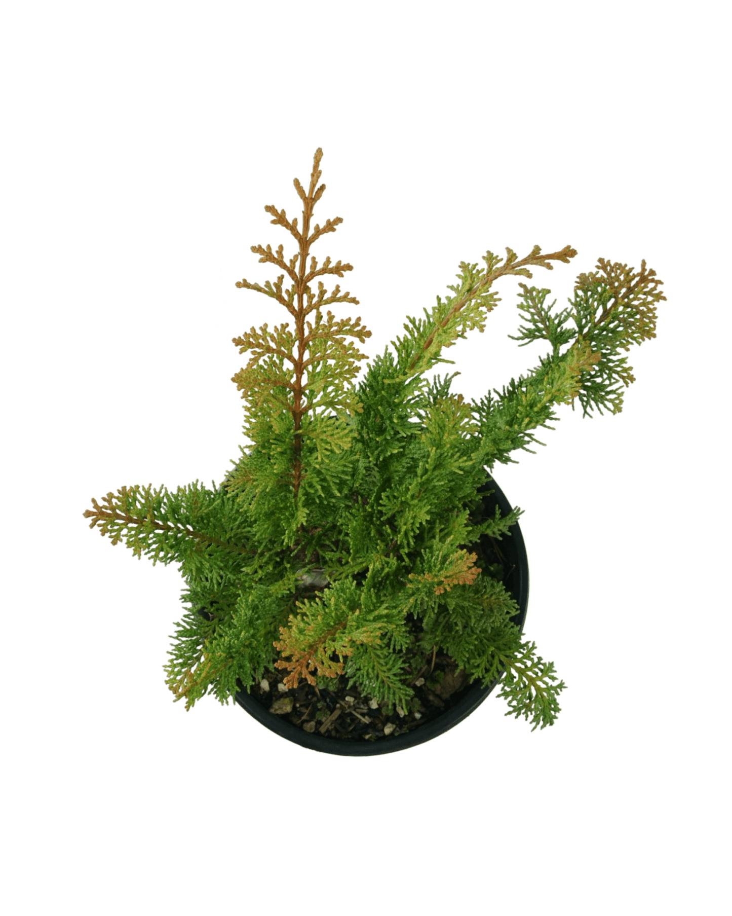 Chamaecyparis obtusa 'Jade Waves' - The Garden Corner