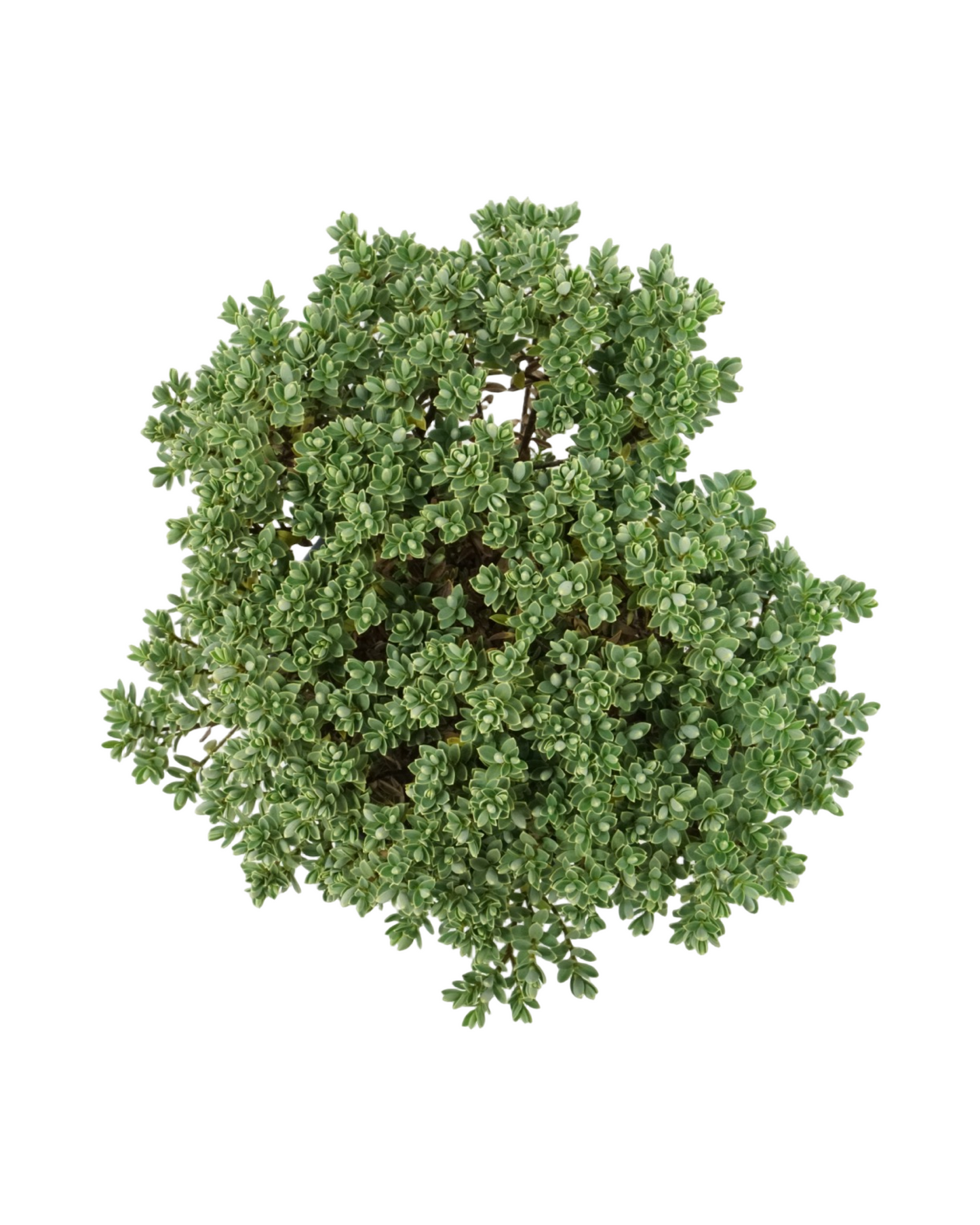 Hebe pinguifolia 'Sutherlandii'