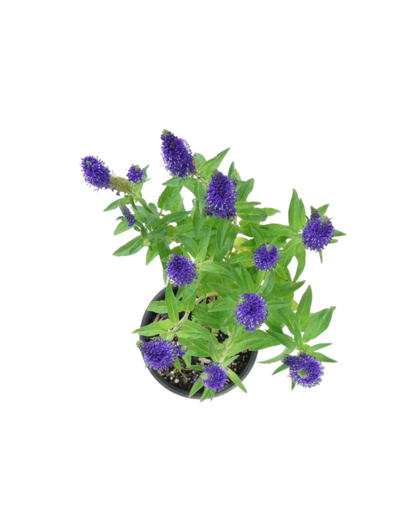 Veronica longifolia 'Marietta' - The Garden Corner