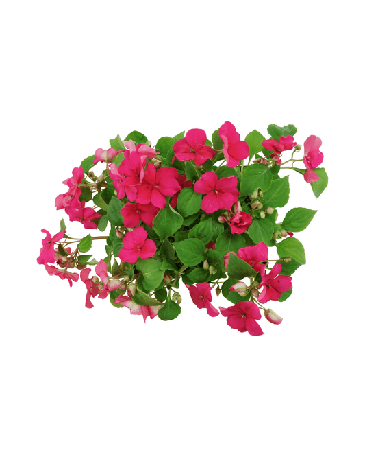 Impatiens 'Beacon Lipstick' - The Garden Corner