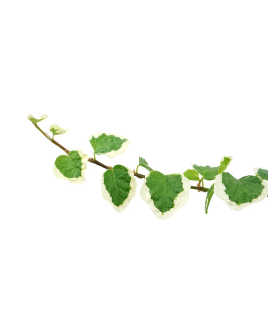 Ficus pumila 'Variegata' - The Garden Corner