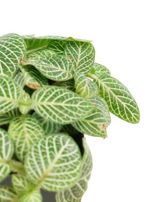 Fittonia verschaffeltii 'White Vein' - House Plants
