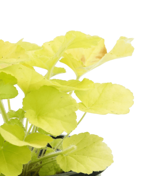 Heuchera 'Citronelle' - The Garden Corner