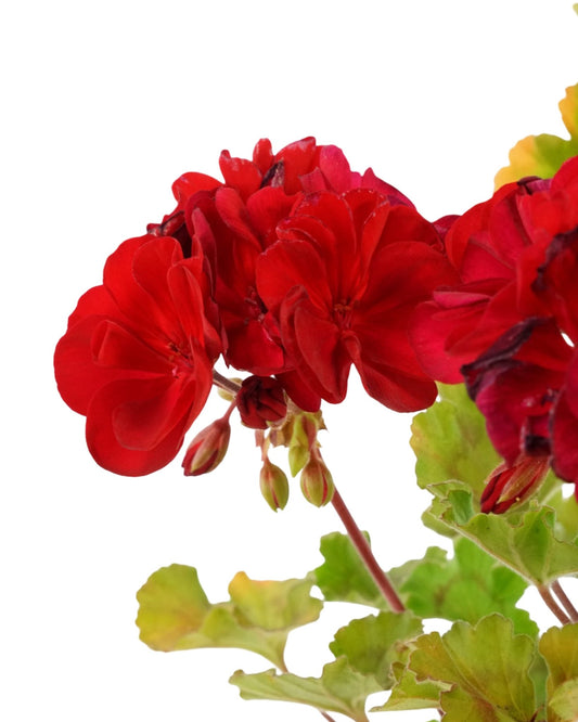 Geranium Zonal 'Presto Dark Red' - The Garden Corner