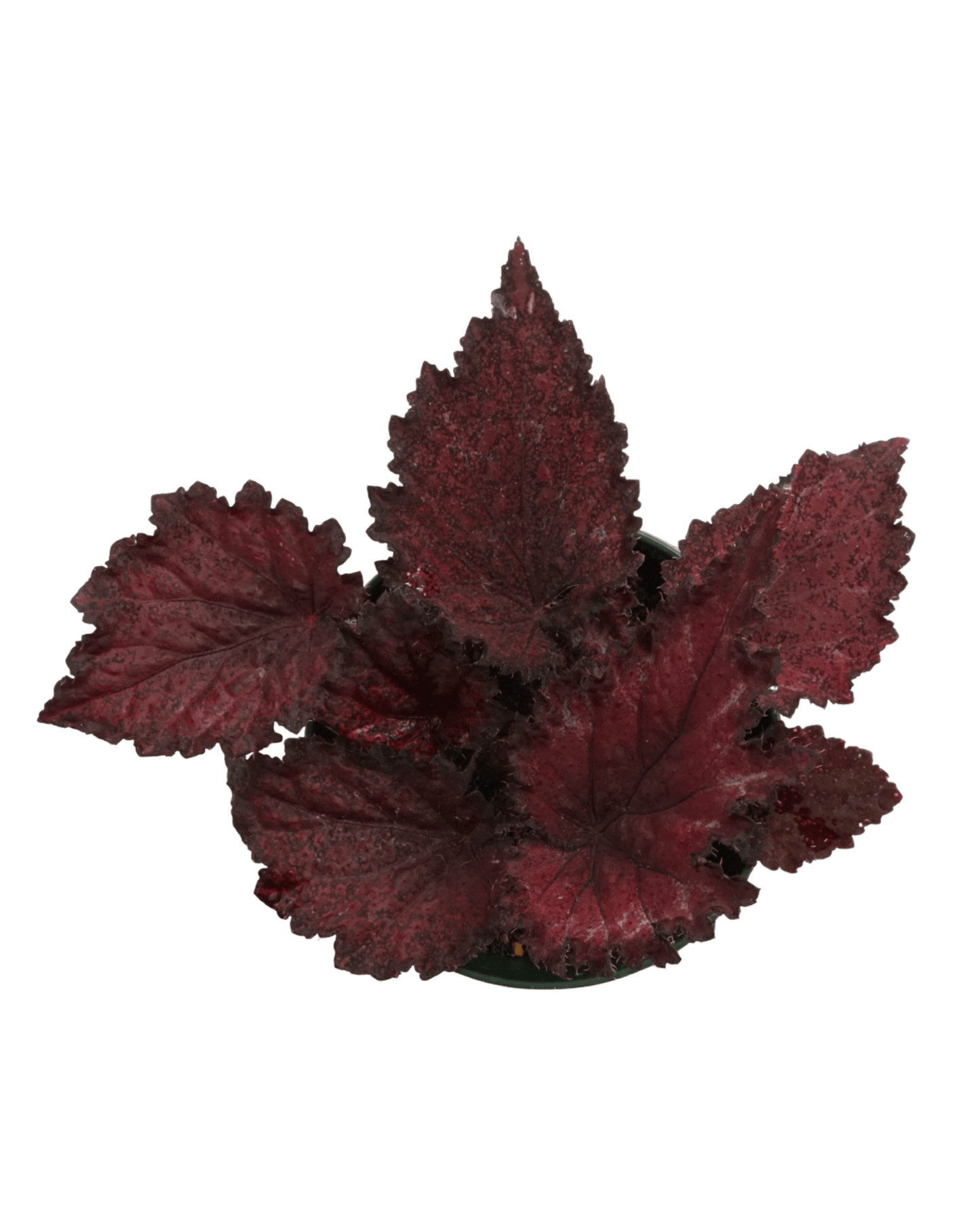 Rex Begonia 'Red Splash' - The Garden Corner