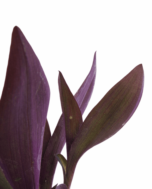 Setcreasea 'Purple Heart' - The Garden Corner