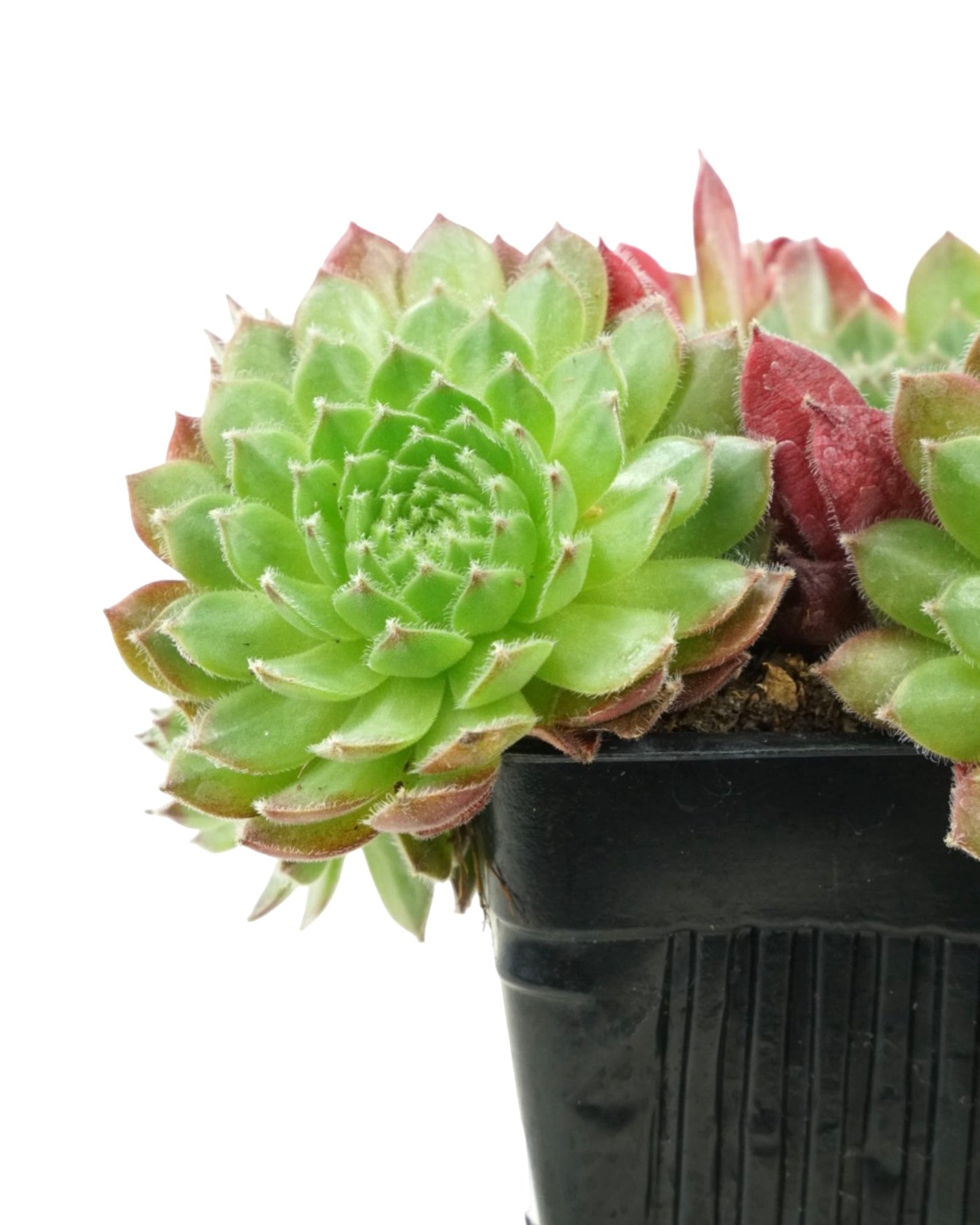 Sempervivum 'Hester'