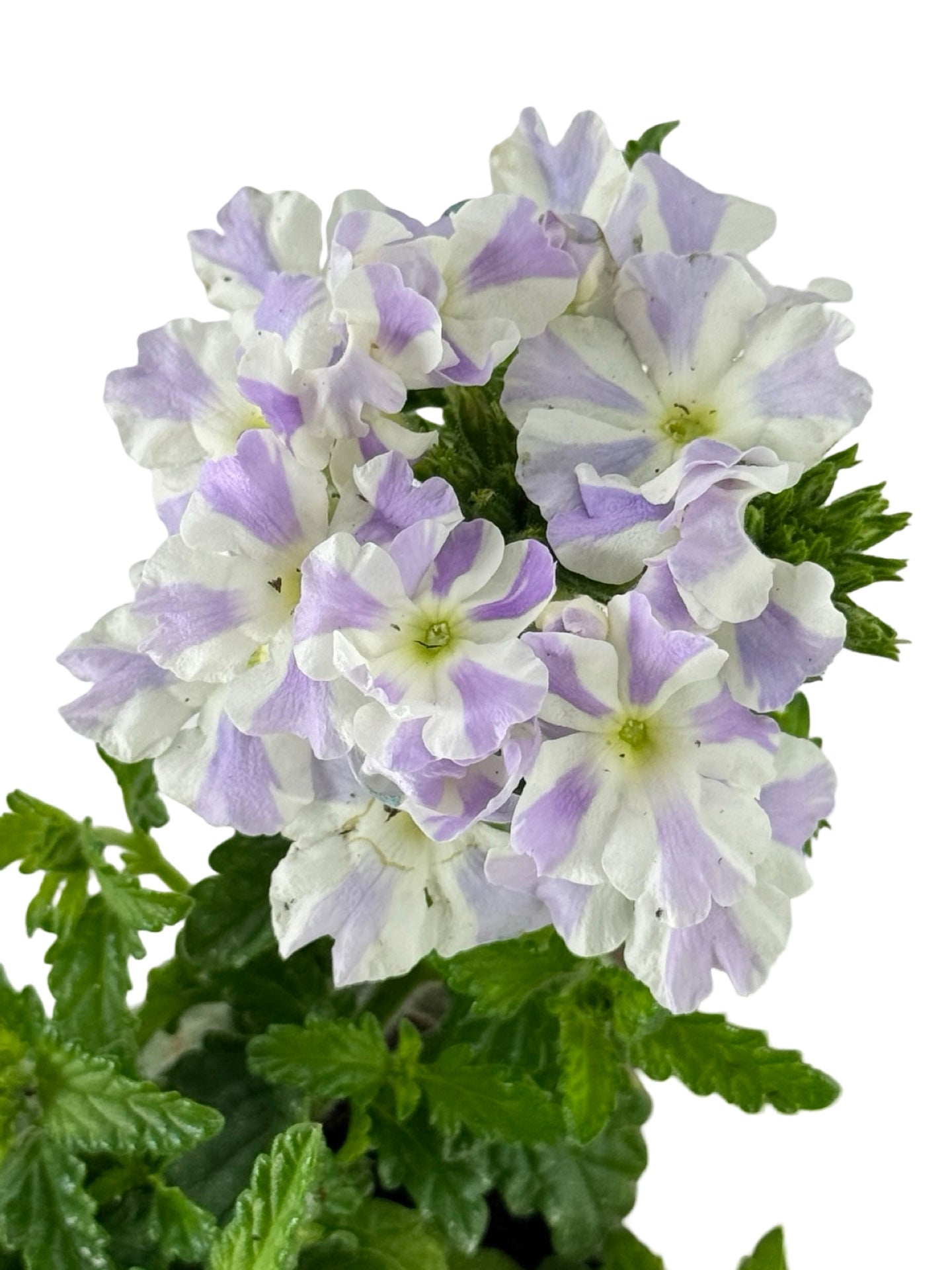 Verbena 'Empress Flair Delft Blue' - Annuals